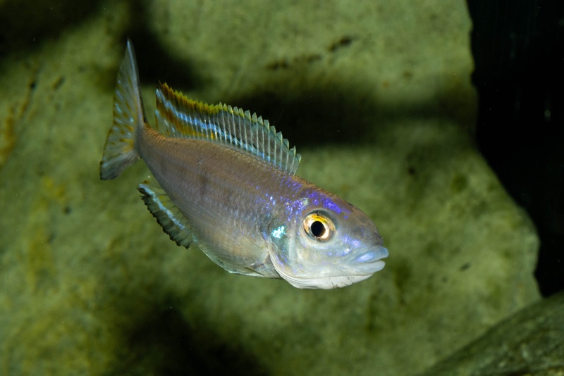 Lestradea perspicax 'Kawasindi Island'